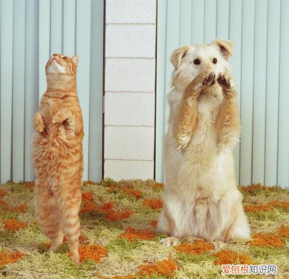 《猫》短文阅读及答案，关于猫狗的12条冷知识，快来看看能答对几题？