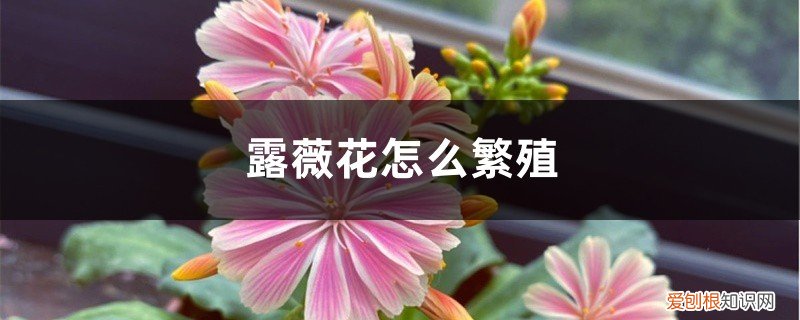 露薇花怎样扦插繁殖 播种和分株过程 露薇花怎么繁殖