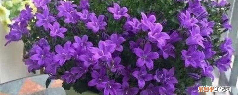 丹麦风铃怎么留种的 丹麦风铃怎么留种