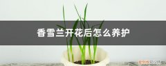 香雪兰开花后怎么养护和浇水 香雪兰开花后怎么养护