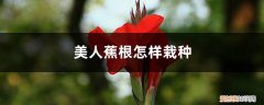 美人蕉怎样移栽 美人蕉怎样栽种