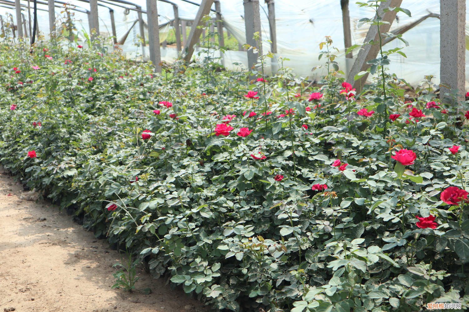 日本姬月季寿命 日本姬月季怎么养