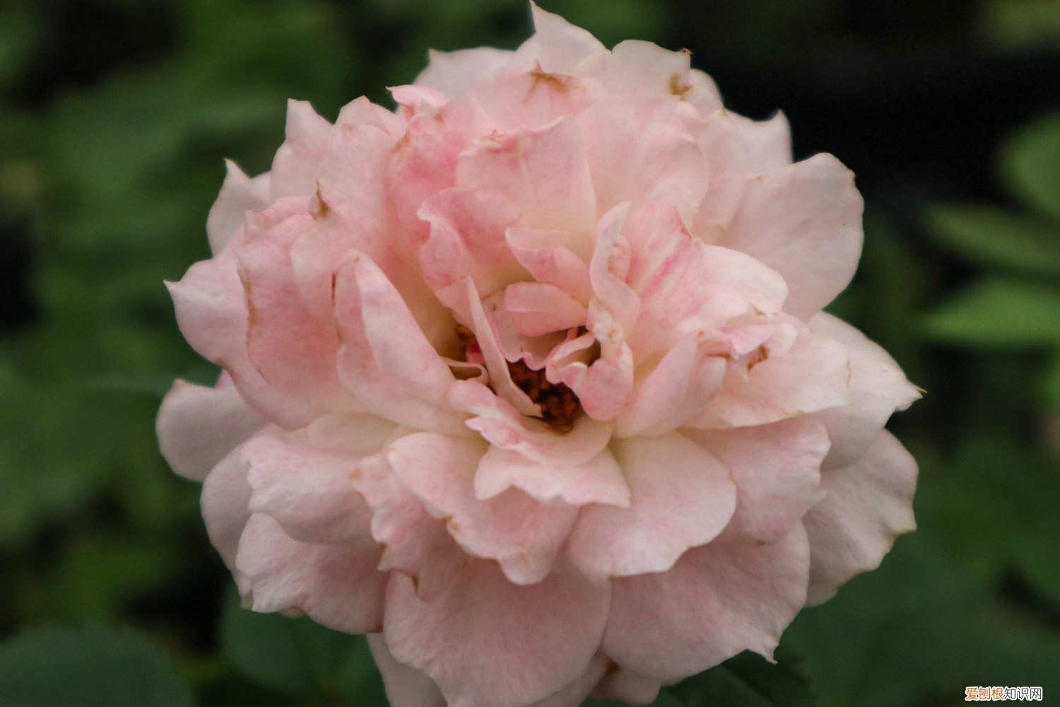 日本姬月季寿命 日本姬月季怎么养