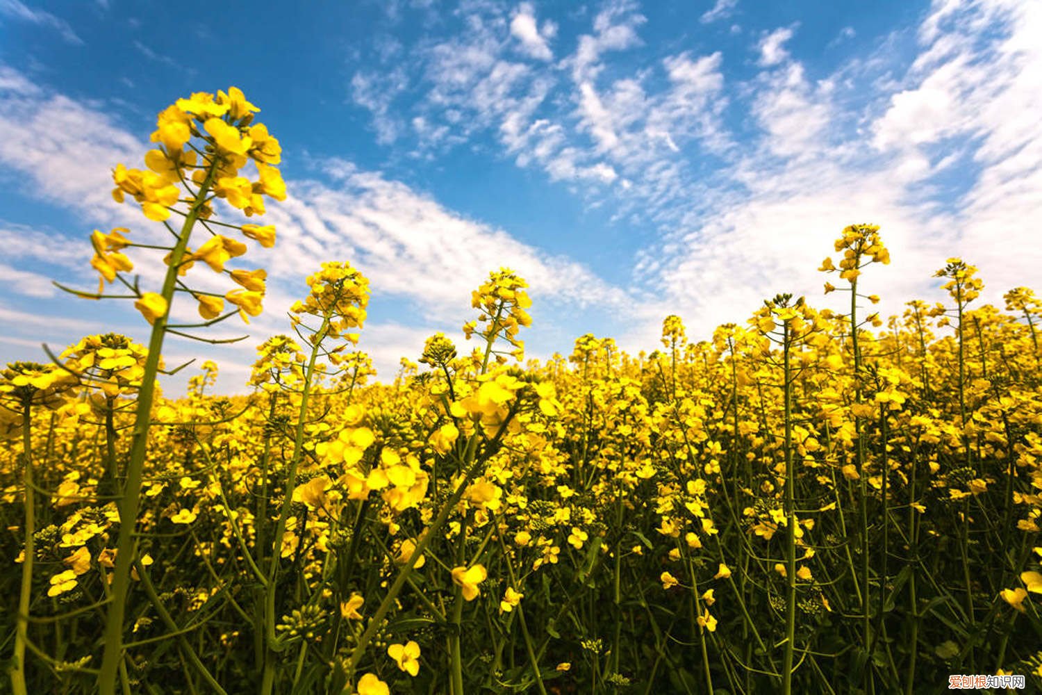 油菜花什么时间种植 油菜花种植时间和方法