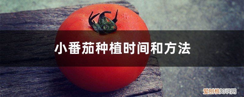 小番茄的种植时间和方法 小番茄种植时间和方法