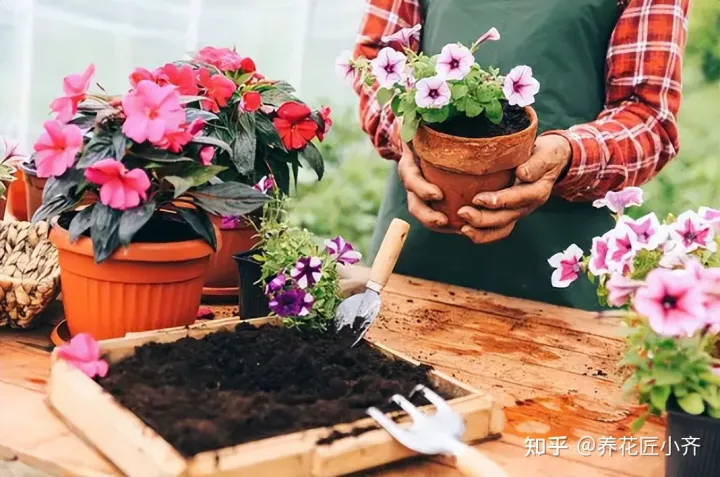 初学种花种什么花好，想要养好花，先懂花儿“需要啥”，高手都明白，新手容易栽跟头