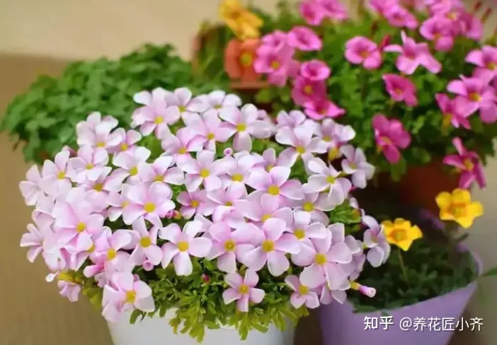 初学种花种什么花好，想要养好花，先懂花儿“需要啥”，高手都明白，新手容易栽跟头