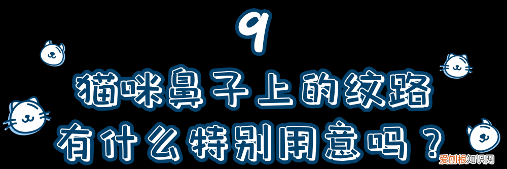 一只猫的知识有哪些，10道猫咪冷知识考题，看看你能答对几道题？