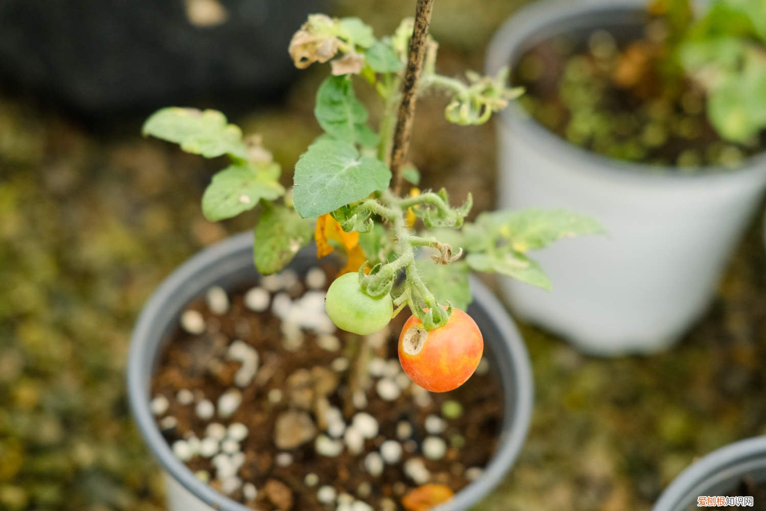 番茄几月份播种几月份栽 番茄几月份播种