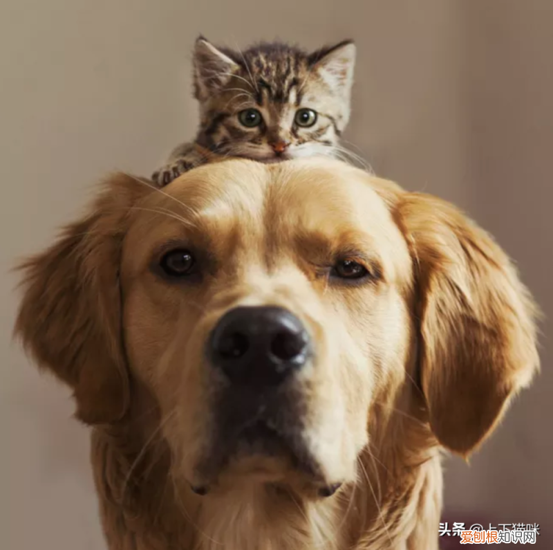 猫狗的特点是什么，一道有点难的选择题：猫咪和狗狗，到底哪个才是你的最佳宠物