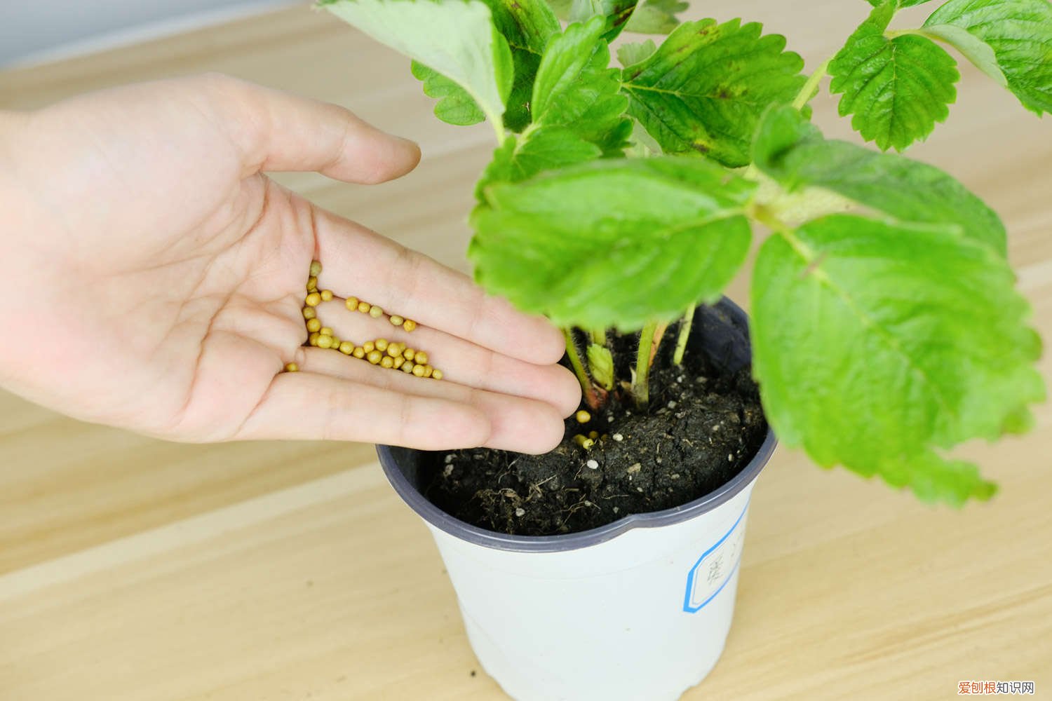 水栽培草莓 水培草莓的种植方法