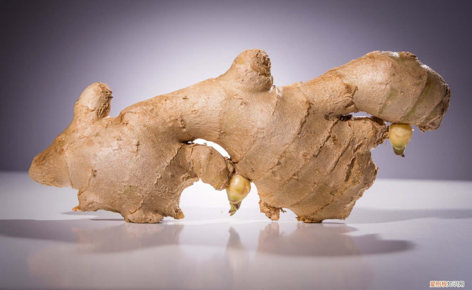 生姜怎么催发芽 生姜如何催芽