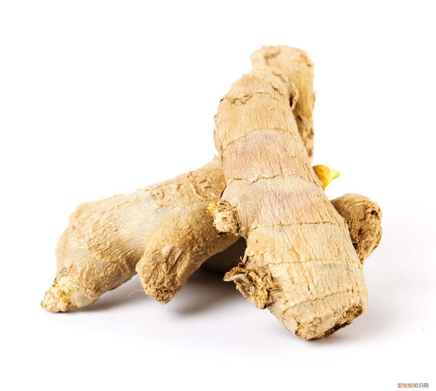 生姜怎么催发芽 生姜如何催芽