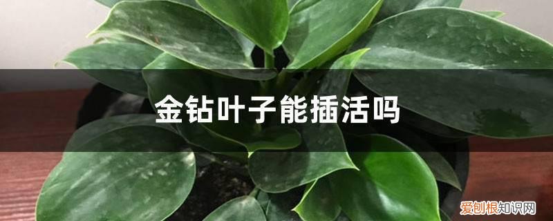 金钻叶子可以扦插吗 金钻叶子能插活吗