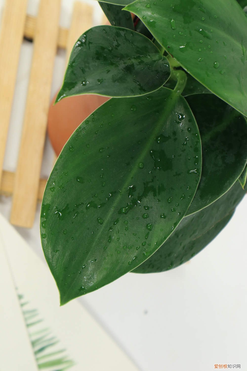 金钻叶子可以扦插吗 金钻叶子能插活吗