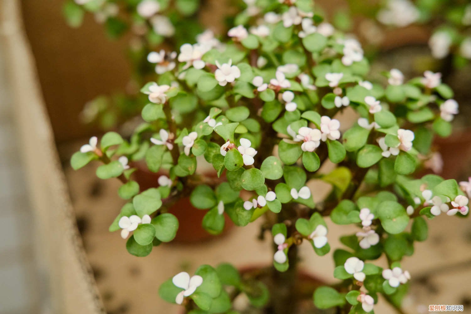 金枝玉叶什么时候可以换盆 金枝玉叶什么时候换盆