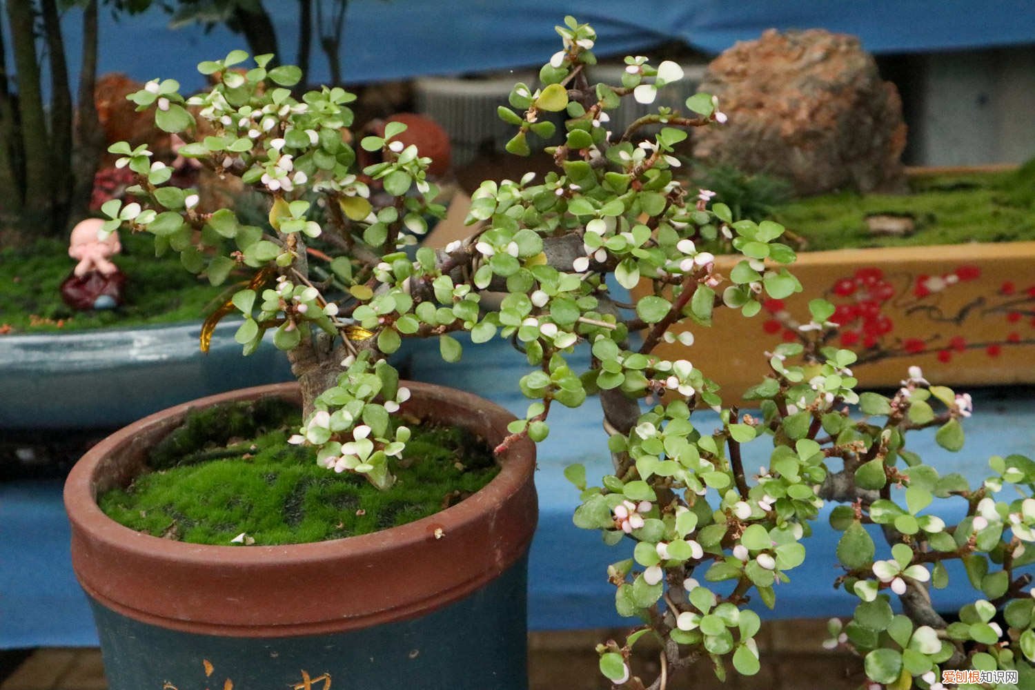 金枝玉叶什么时候可以换盆 金枝玉叶什么时候换盆