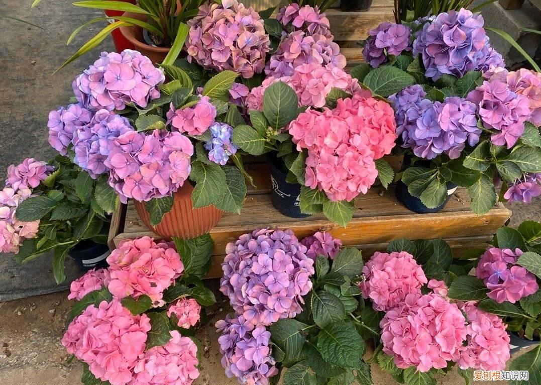 怎样给花花草草养得绿油油的花，家庭养花，牢记“6技巧”，花朵开不停、叶子绿油油、健壮旺盛