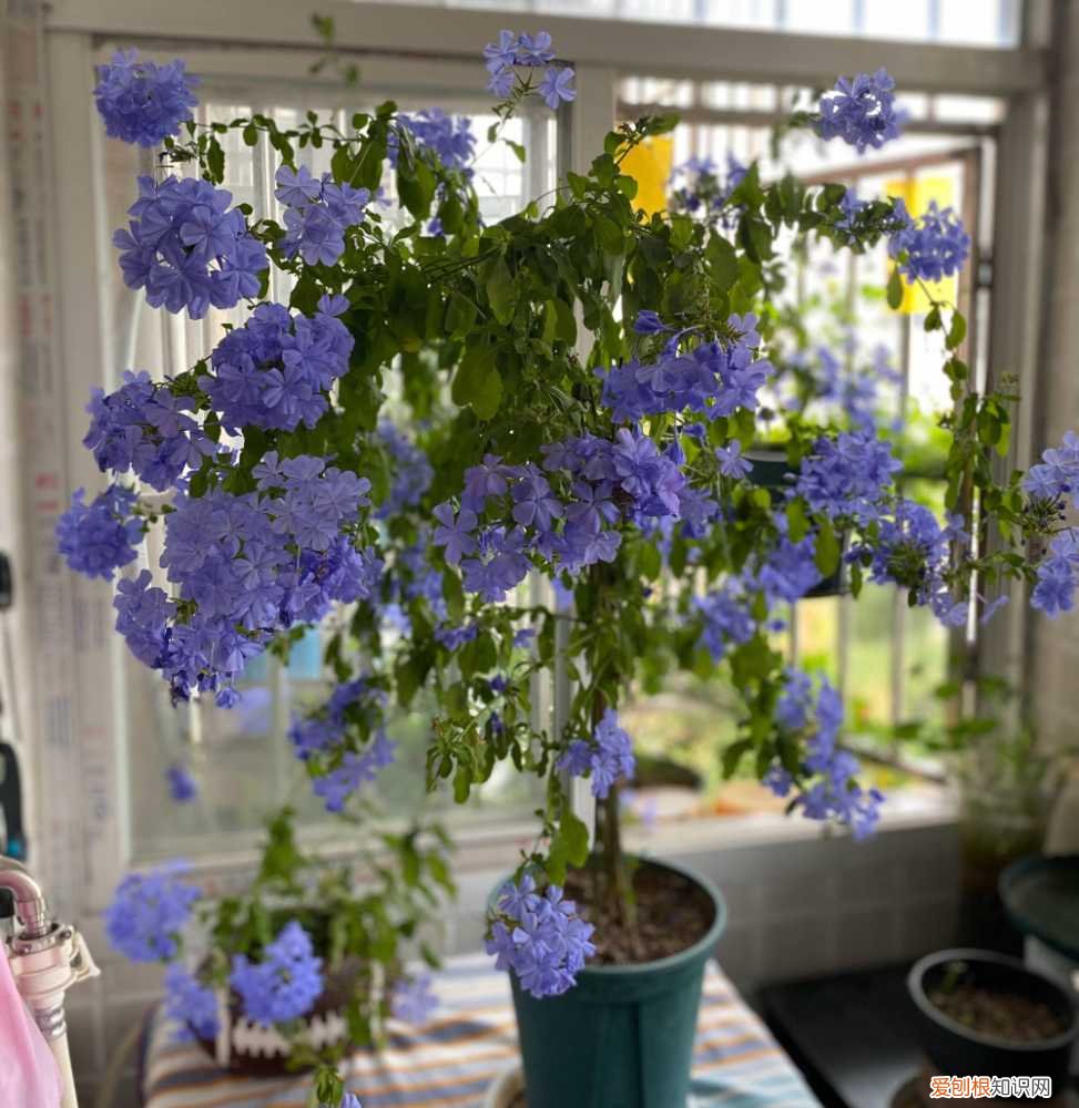 怎样给花花草草养得绿油油的花，家庭养花，牢记“6技巧”，花朵开不停、叶子绿油油、健壮旺盛