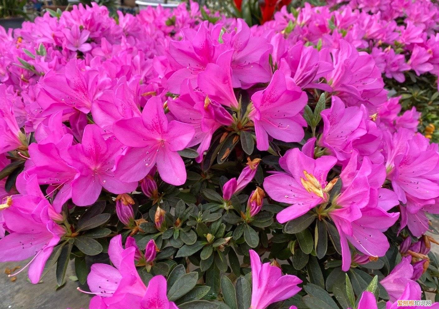 怎样给花花草草养得绿油油的花，家庭养花，牢记“6技巧”，花朵开不停、叶子绿油油、健壮旺盛