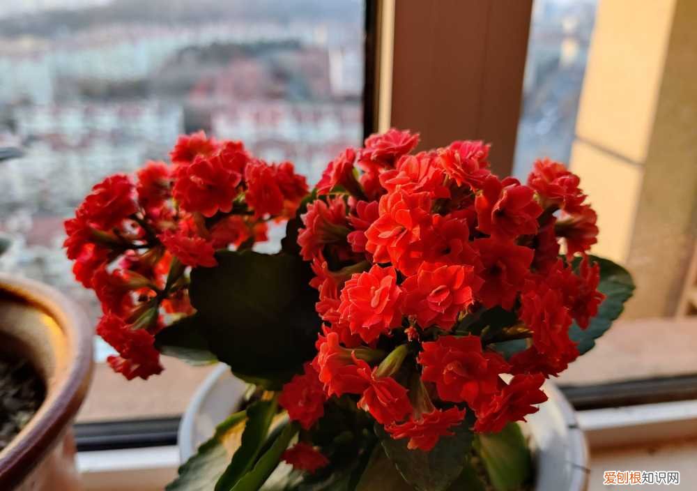 怎样给花花草草养得绿油油的花，家庭养花，牢记“6技巧”，花朵开不停、叶子绿油油、健壮旺盛