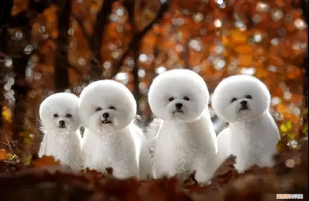 【克克民法剧场 】分“狗”——宠物是生命还是财产？