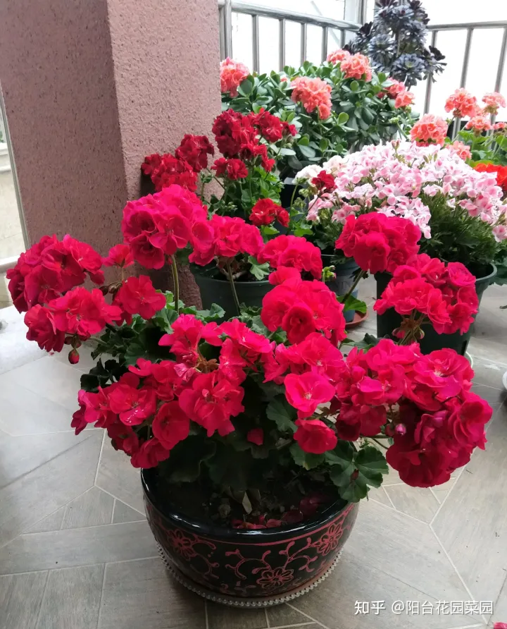 四季养花实用宝典电子版，养花牢记“3口诀”，啥花都能养好，阳台变花园，四季花不败