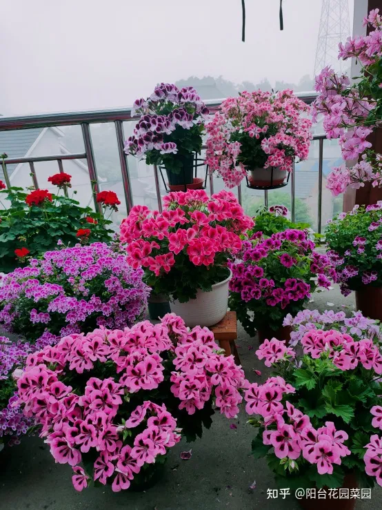 四季养花实用宝典电子版，养花牢记“3口诀”，啥花都能养好，阳台变花园，四季花不败