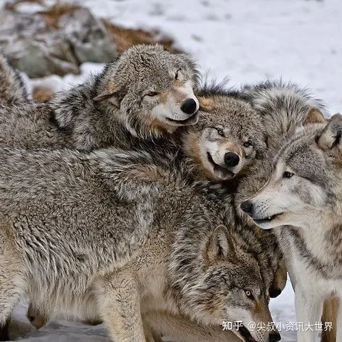 动物权利的看法，聊一聊，什么是动物权利，我们为什么要尊重动物的权利？