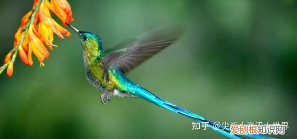 动物权利的看法，聊一聊，什么是动物权利，我们为什么要尊重动物的权利？