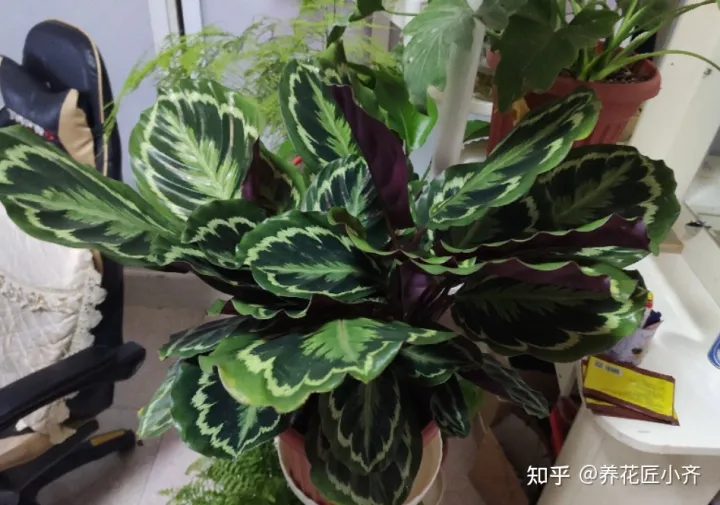 养花注意事项如何养好花瓶，不会养花怎么办？学会这5个“好习惯”，你就是养花高手