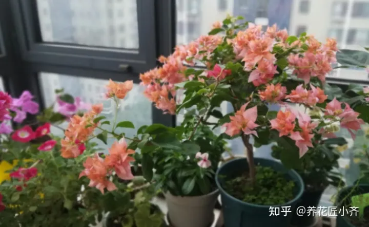 养花注意事项如何养好花瓶，不会养花怎么办？学会这5个“好习惯”，你就是养花高手