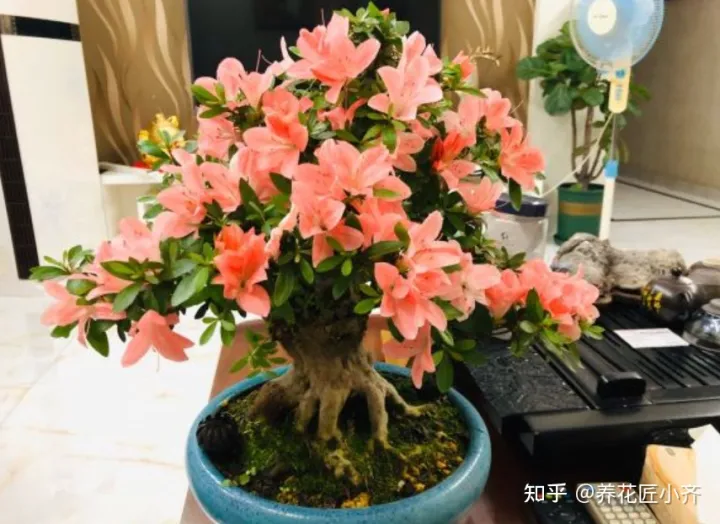 养花注意事项如何养好花瓶，不会养花怎么办？学会这5个“好习惯”，你就是养花高手