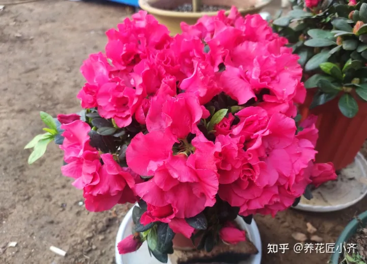 养花注意事项如何养好花瓶，不会养花怎么办？学会这5个“好习惯”，你就是养花高手