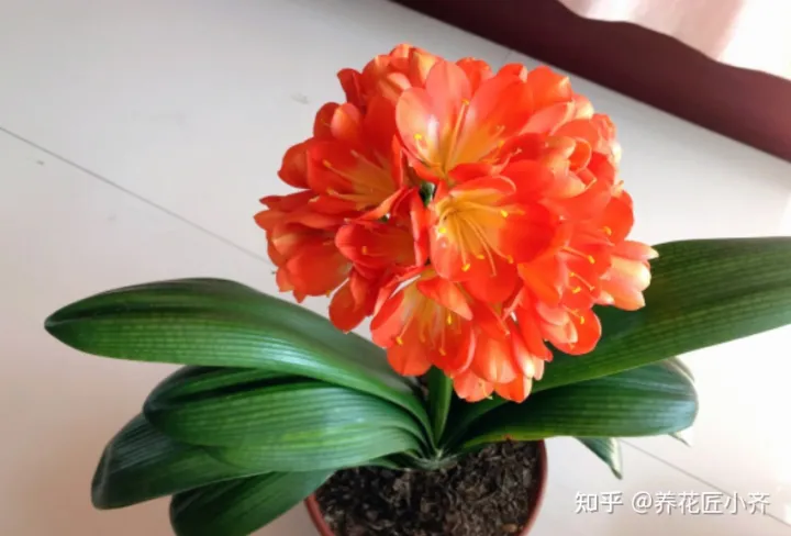 养花注意事项如何养好花瓶，不会养花怎么办？学会这5个“好习惯”，你就是养花高手