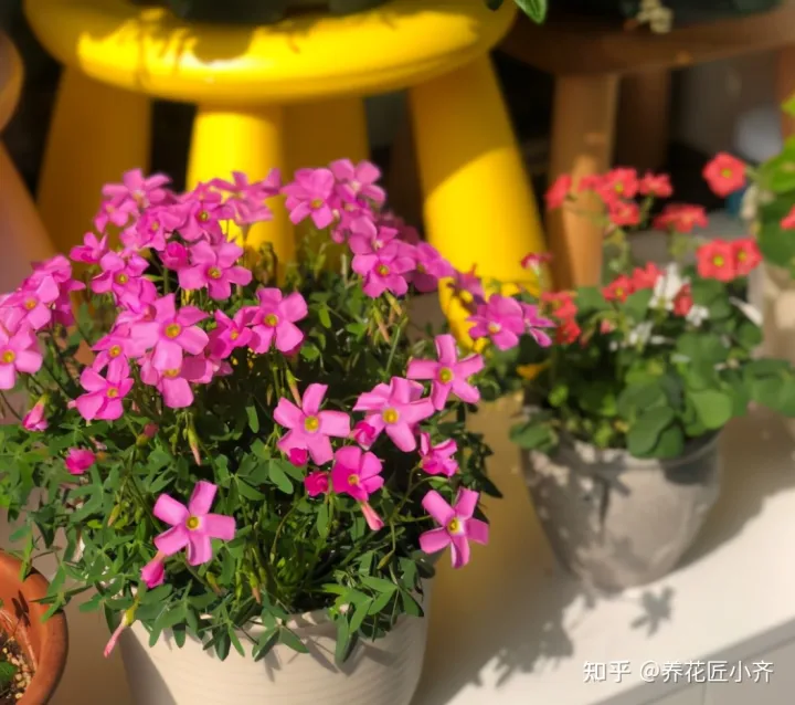 养花注意事项如何养好花瓶，不会养花怎么办？学会这5个“好习惯”，你就是养花高手