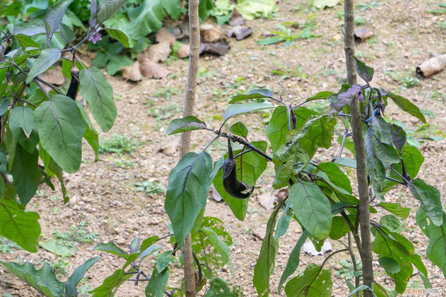 早春茄子育苗时间 茄子育苗时间
