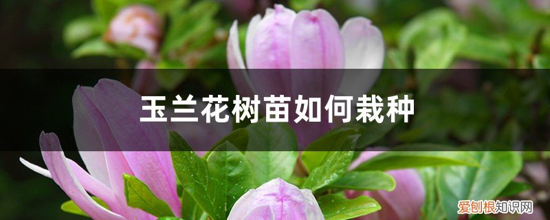 玉兰花树怎样育苗 玉兰花树苗如何栽种