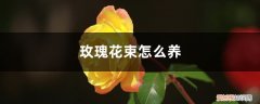 玫瑰花束怎么养的时间长 玫瑰花束怎么养