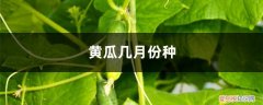 黄瓜什么月份种 黄瓜几月份种，该怎么种？