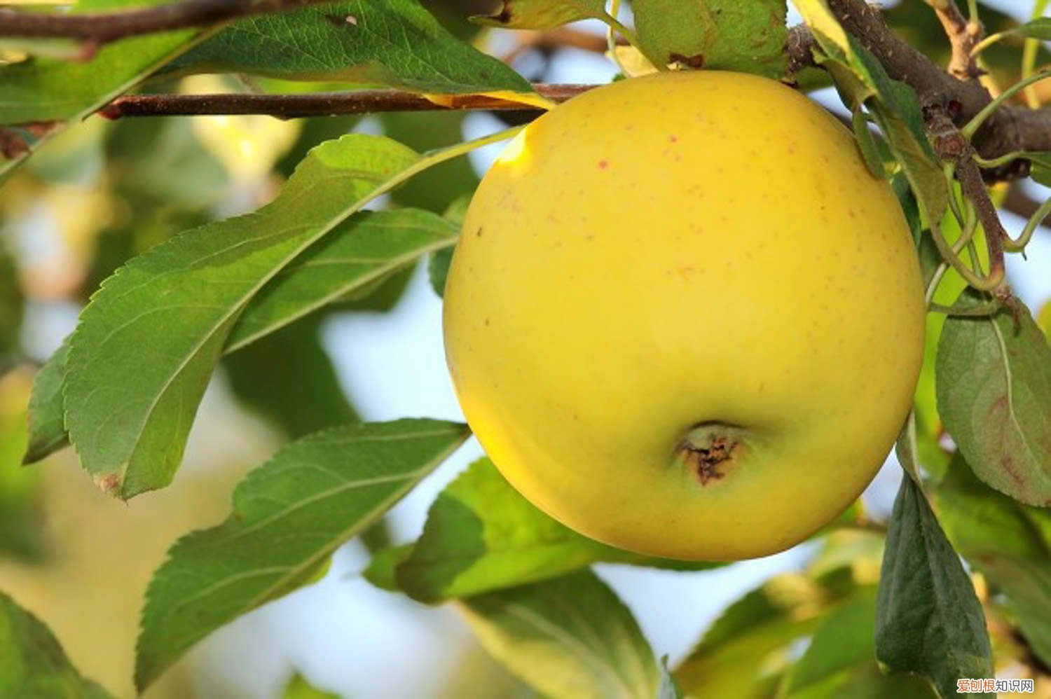 苹果种子育苗能结果吗? 苹果种子如何育苗