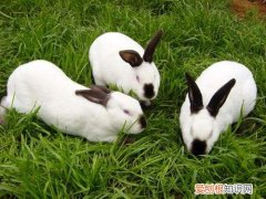 加利福尼亚兔与喜马拉雅兔的区别，加利福尼亚兔和伊拉兔有什么区别