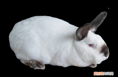 加利福尼亚兔性格，加利福尼亚兔图片