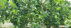 香水柠檬盆栽种植方法图解 香水柠檬盆栽种植方法