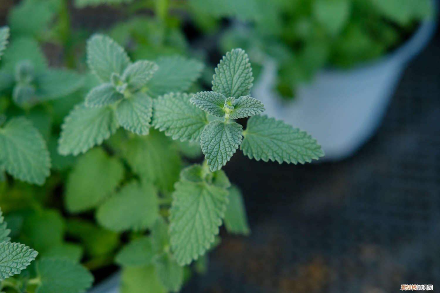 薄荷蔫了多久能恢复正常 薄荷蔫了多久能恢复