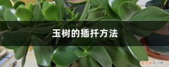 玉树的插扦方法图解 玉树的插扦方法