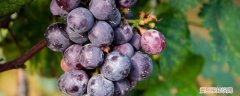 葡萄的种植方法和技术 如何种植葡萄