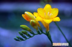 香雪兰为什么不开花 香雪兰不开花的原因