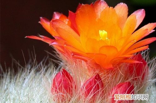 图 白雪光怎么养护 白雪光的养殖方法有哪些