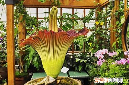 图 世界最臭的花是什么 什么花是世界最臭的